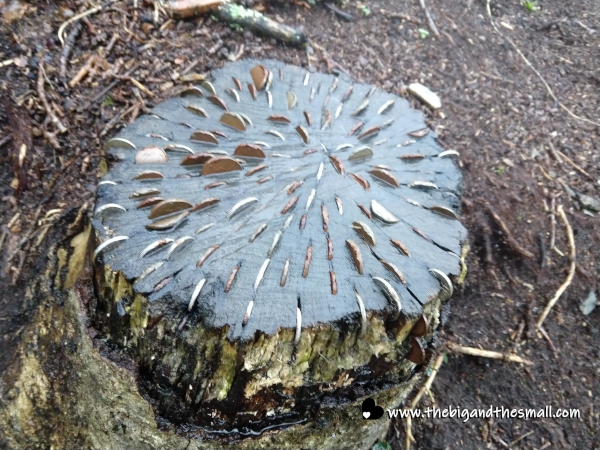 Coins in the tree.png