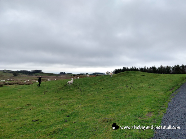 Steve herding sheep.png